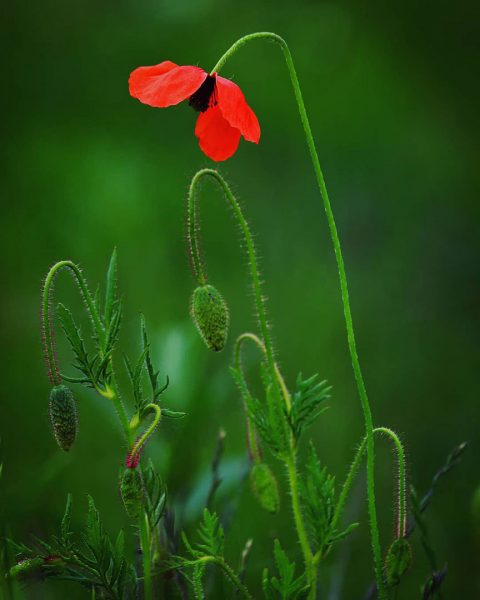 Poppy (Foto: Michael Oehlsen)