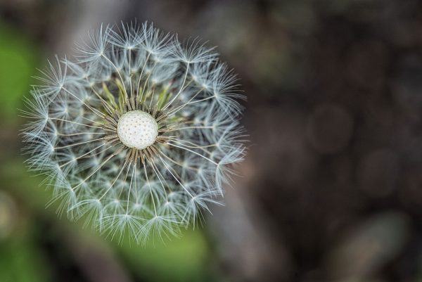 Pusteblume (Foto: Roland Kastner)