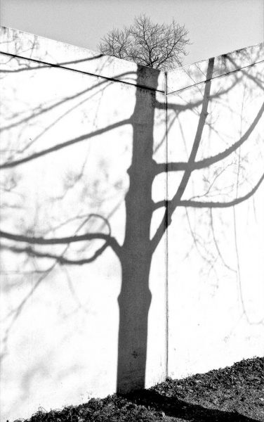 Schattenbaum (Foto: Karl-Heinz Richter)