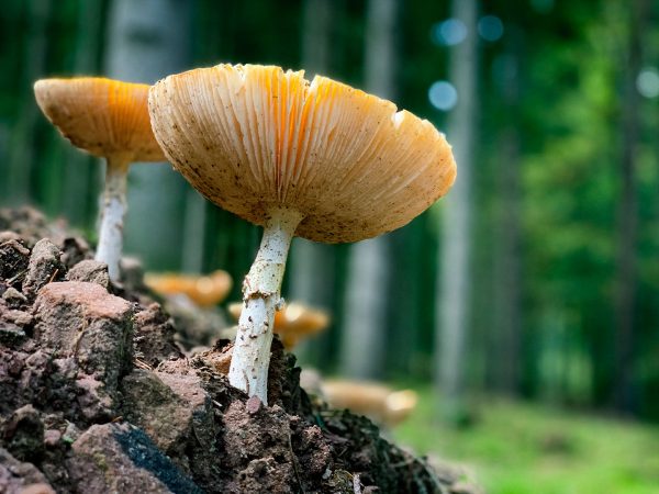 Schirme (Foto: Manuela Hahnebach)