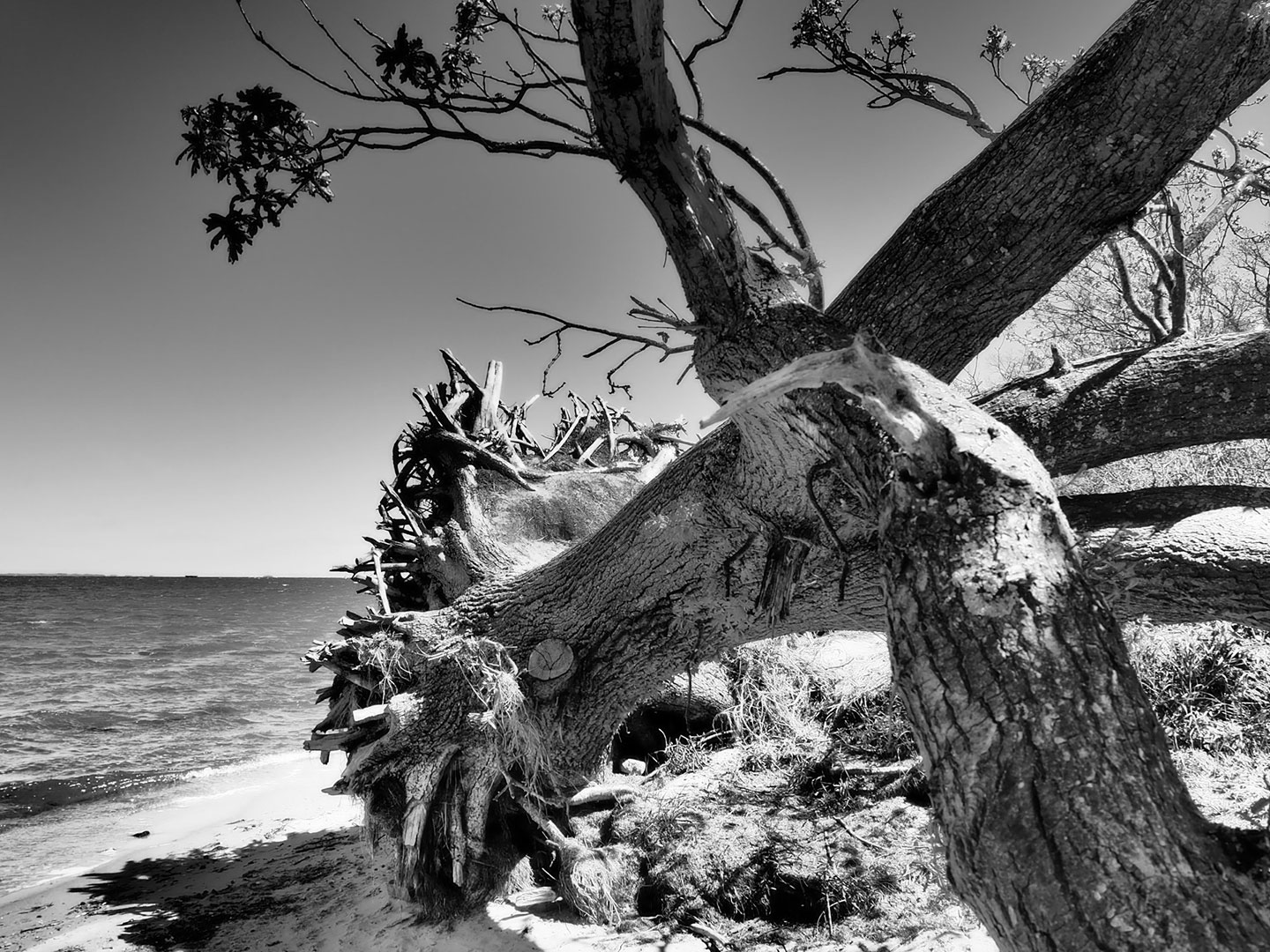 2019-Bild-des-Jahres-72-Schlafender-Baum-lur-6 Schlafender Baum (Foto: Lucas Ratzke)