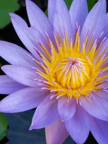 Seeschönheit (Foto: Carolin Fritz)