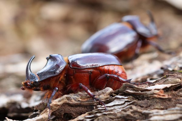 Sieger (Foto: Peter Maximilian Schmidt)