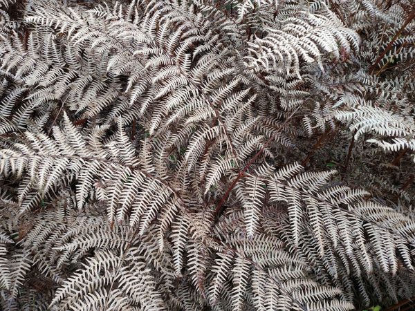 Silberfarn (Foto: Carolin Fritz)