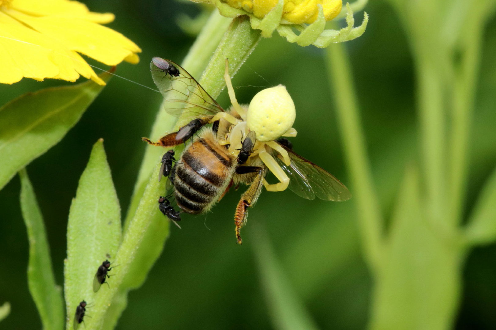 2019-Bild-des-Jahres-84-Suessspeise-pms-6 Süßspeise (Foto: Peter Maximilian Schmidt)