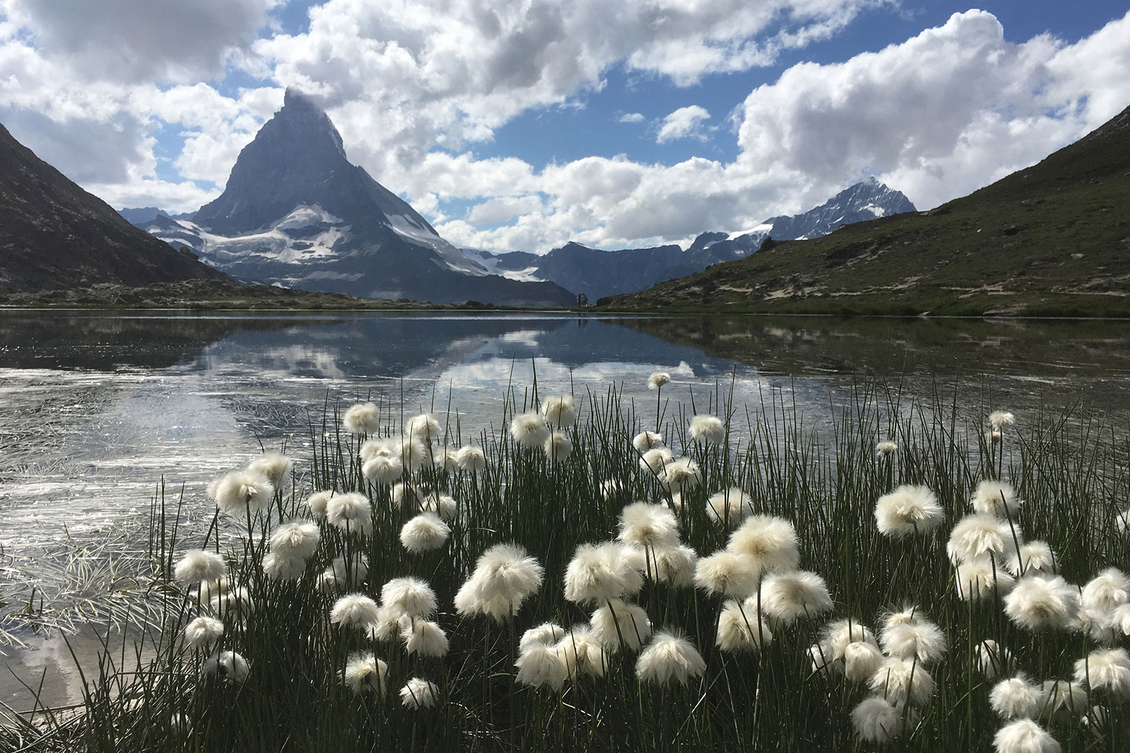 2019-Bild-des-Jahres-95-Wollgrashorn-ak-6.66 Wollgrashorn (Foto: Andreas Kuhrt)