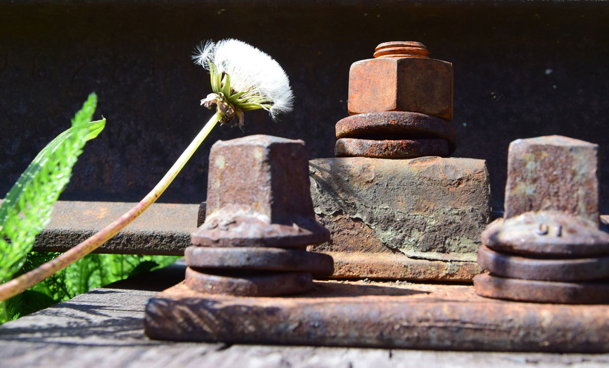 2019-Mappe-Jena-78-07-Rostiges-Erbluehen-Foto-Joerg-Hoffmann Rostiges Erblühen (Foto: Jörg Hoffmann) . Mappenwettbewerb 2019/20 Foto-Klub Jena 78