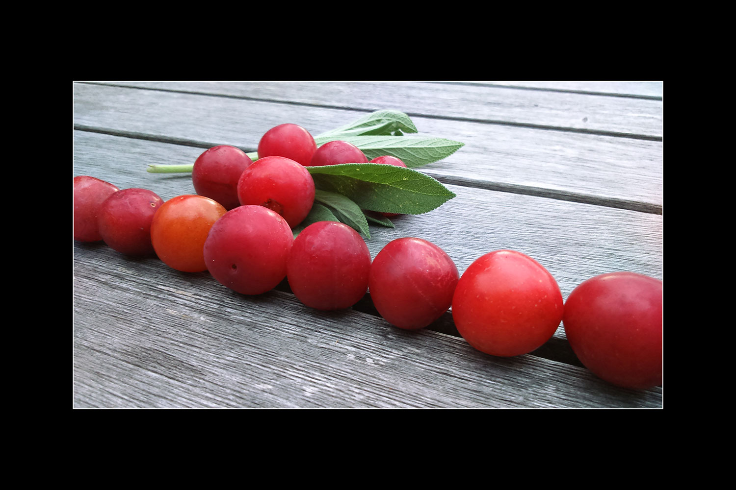 Keine Tomaten (Foto: Carolin Fritz)