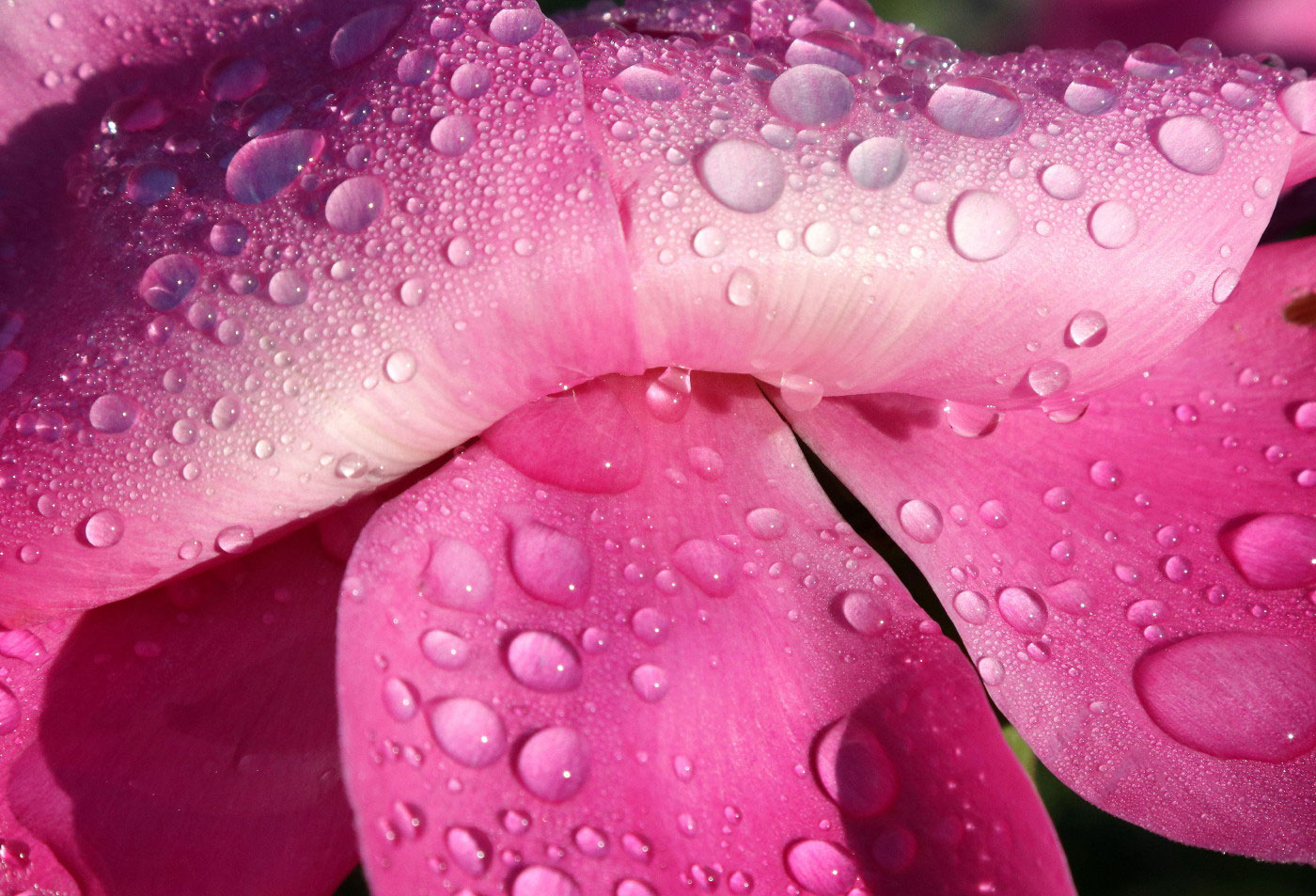 Fotoclub: Bild des Monats 06.2022
