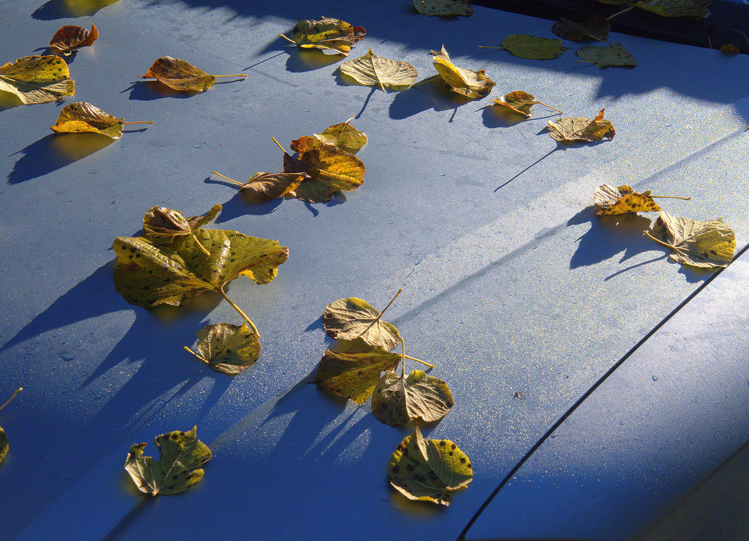 2020-01-19-Herbst-20111207_41-khr-5 Herbst (Foto: Karl-Heinz Richter)