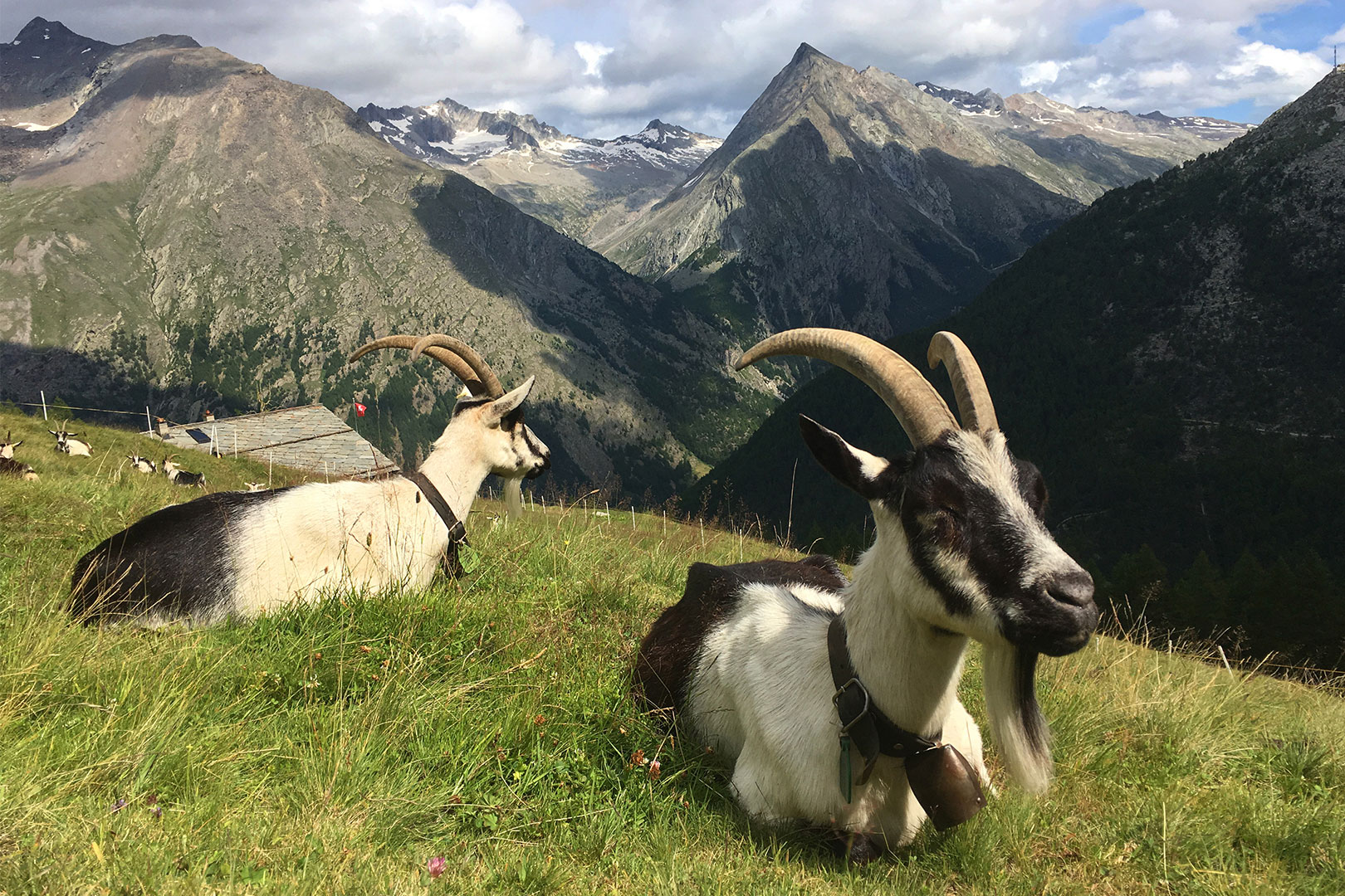 2020-03-12-Nix-zu-meckern-IMG_8936-ak-5.5 Nix zu meckern (Foto: Andreas Kuhrt)