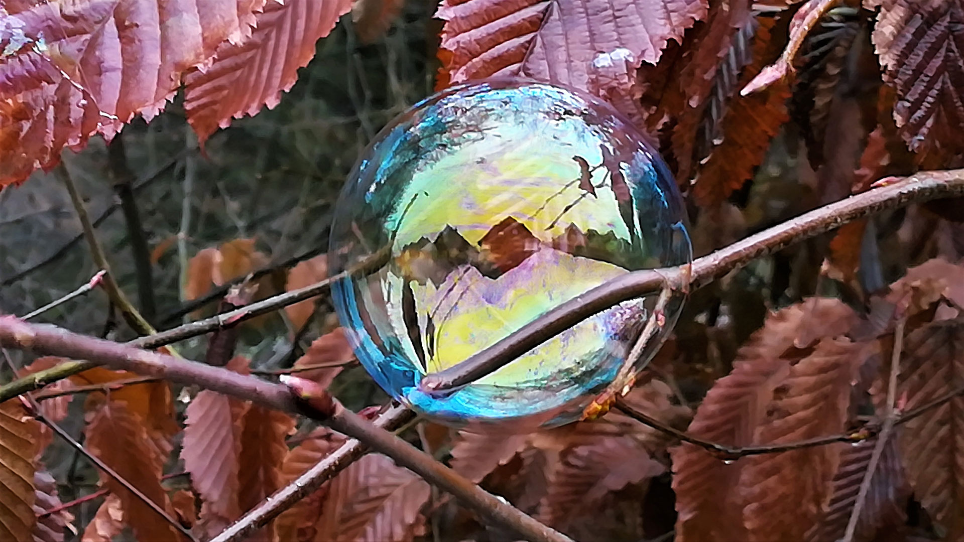 2020-03-17-Seifenblase-kw-6 Seifenblase (Foto: Kerstin Wolff)