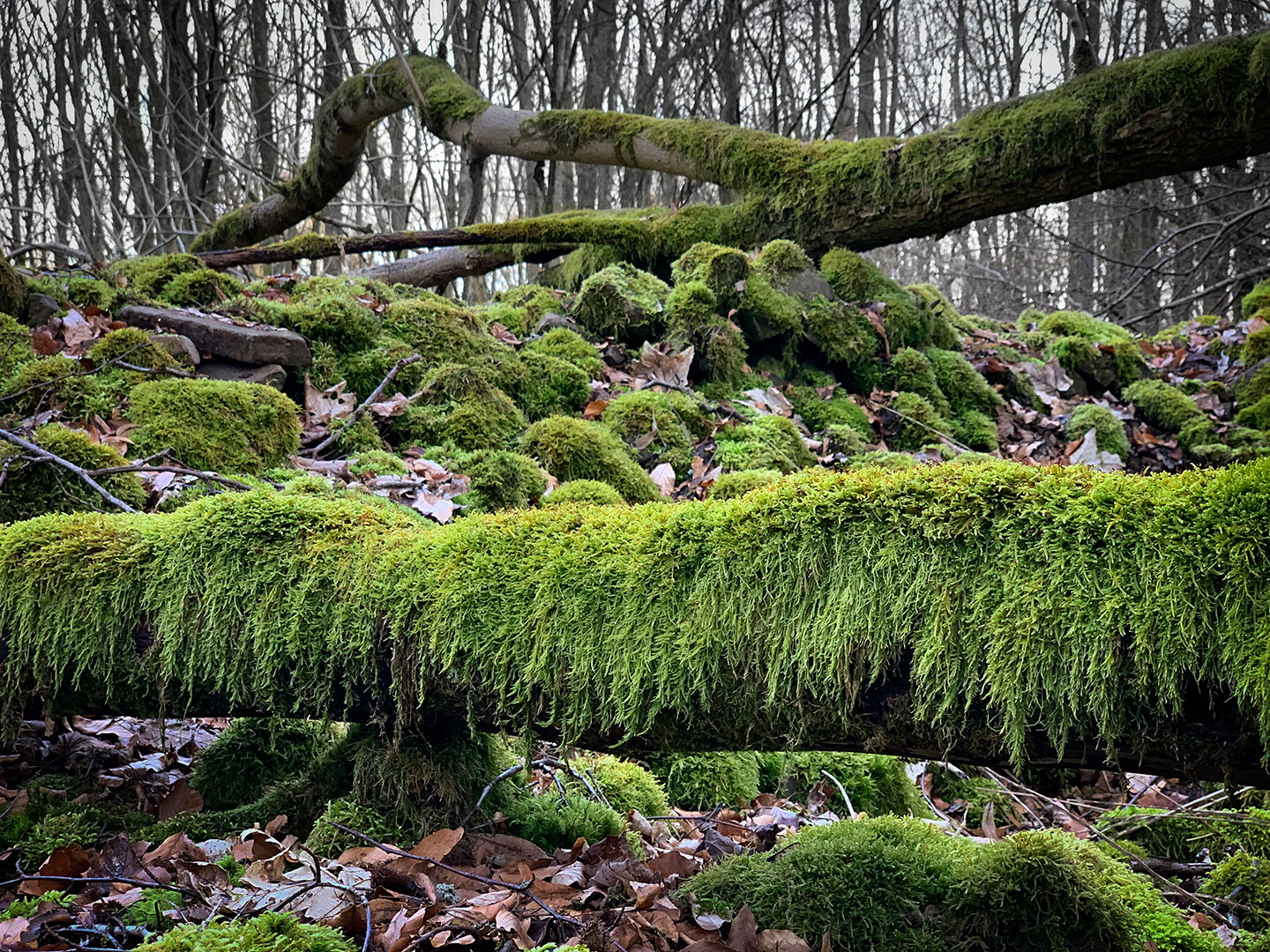 Bemoost (Foto: Manuela Hahnebach)