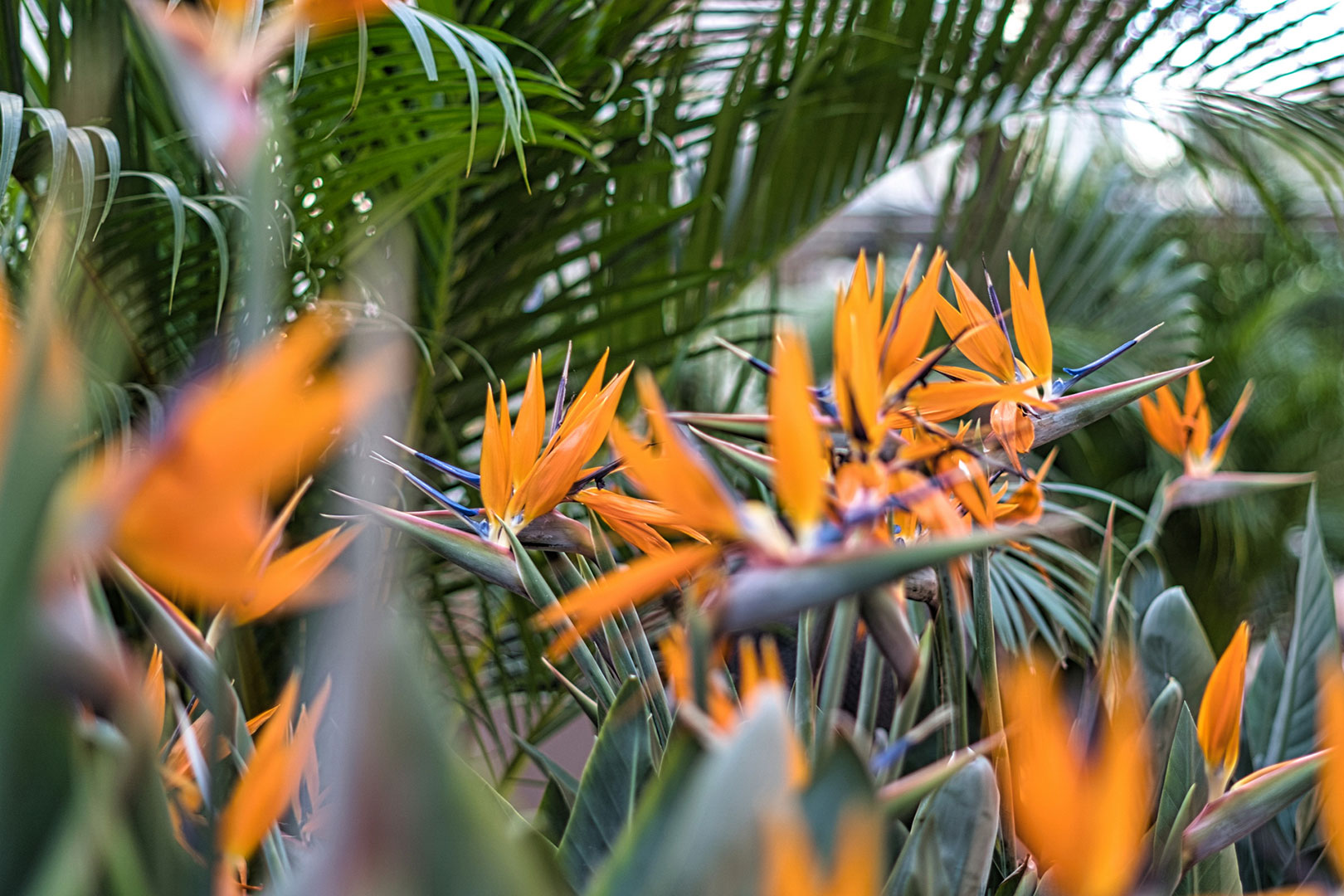 Endlich Frühling (Foto: Roland Kastner)