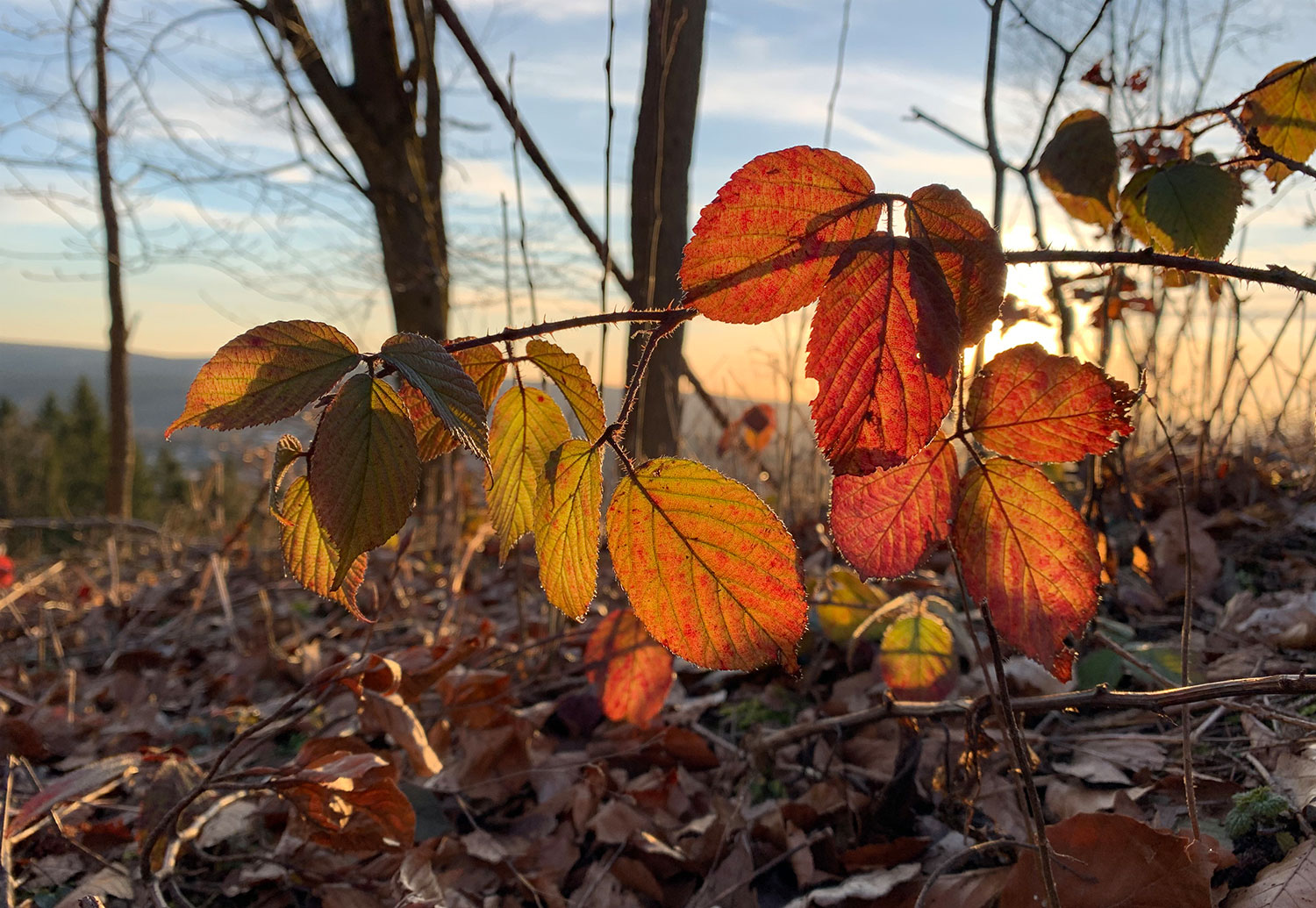 2020-05-01-am-wegesrand-mh-6.25 Am Wegesrand (Foto: Manuela Hahnebach)