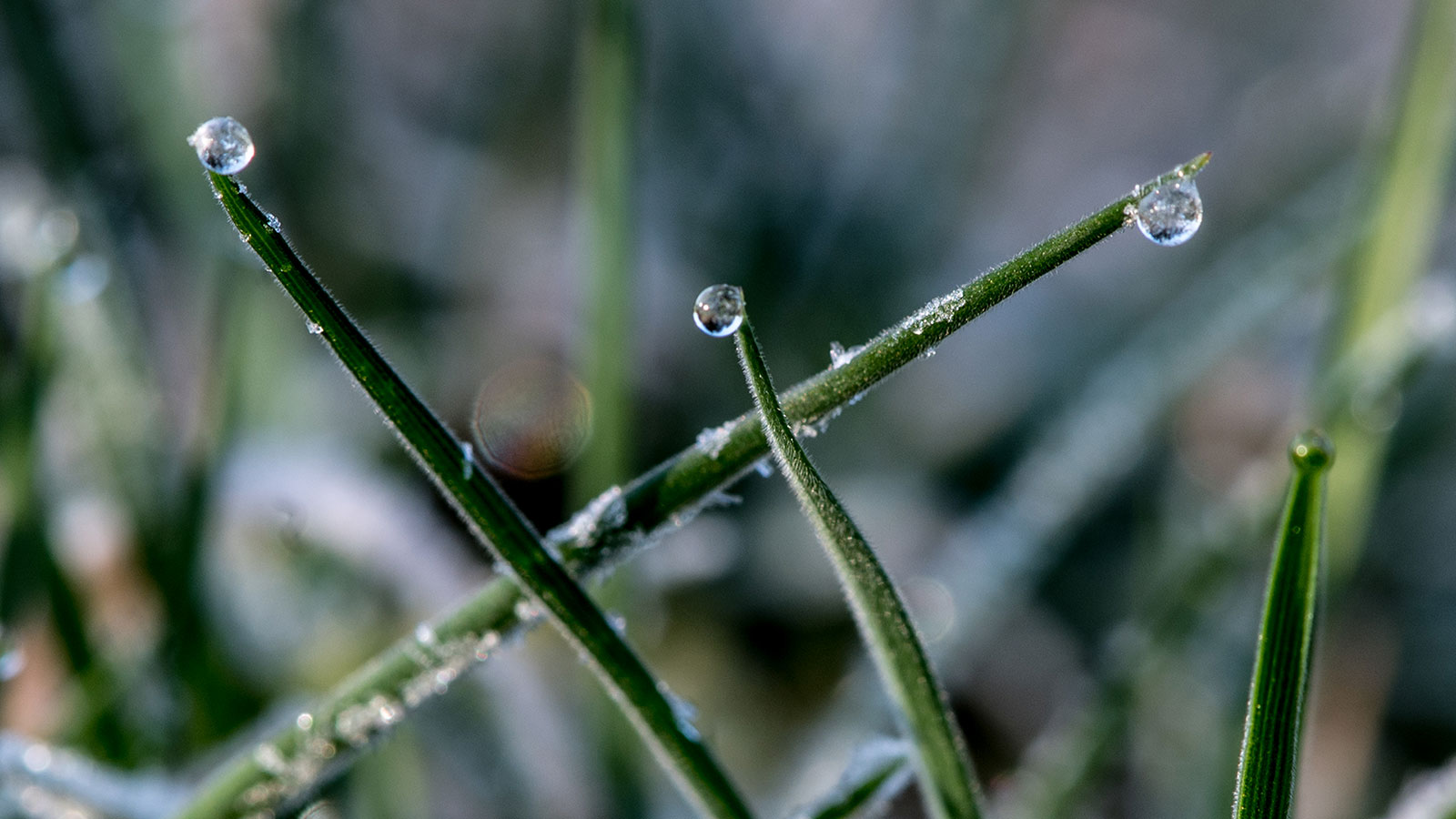 2020-05-23-Spitzentaenzer-upf-5 Spitzentänzer (Foto: Uli Pfeufer)