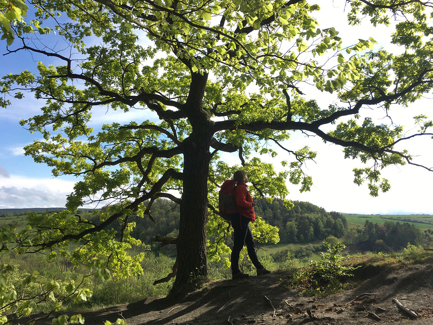 2020-05-27-Vorsicht-Baeume-schlagen-aus-IMG_3927-ak-6 Vorsicht, Bäume schlagen aus (Foto: Andreas Kuhrt)