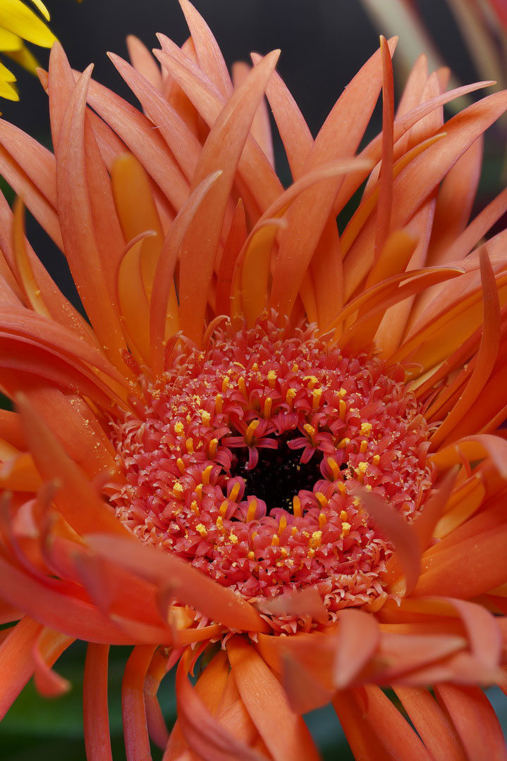 2020-05-zz02-Bluetenpracht-2-rok-4.5 Serie: Blütenpracht 2 (Foto: Roland Kastner)