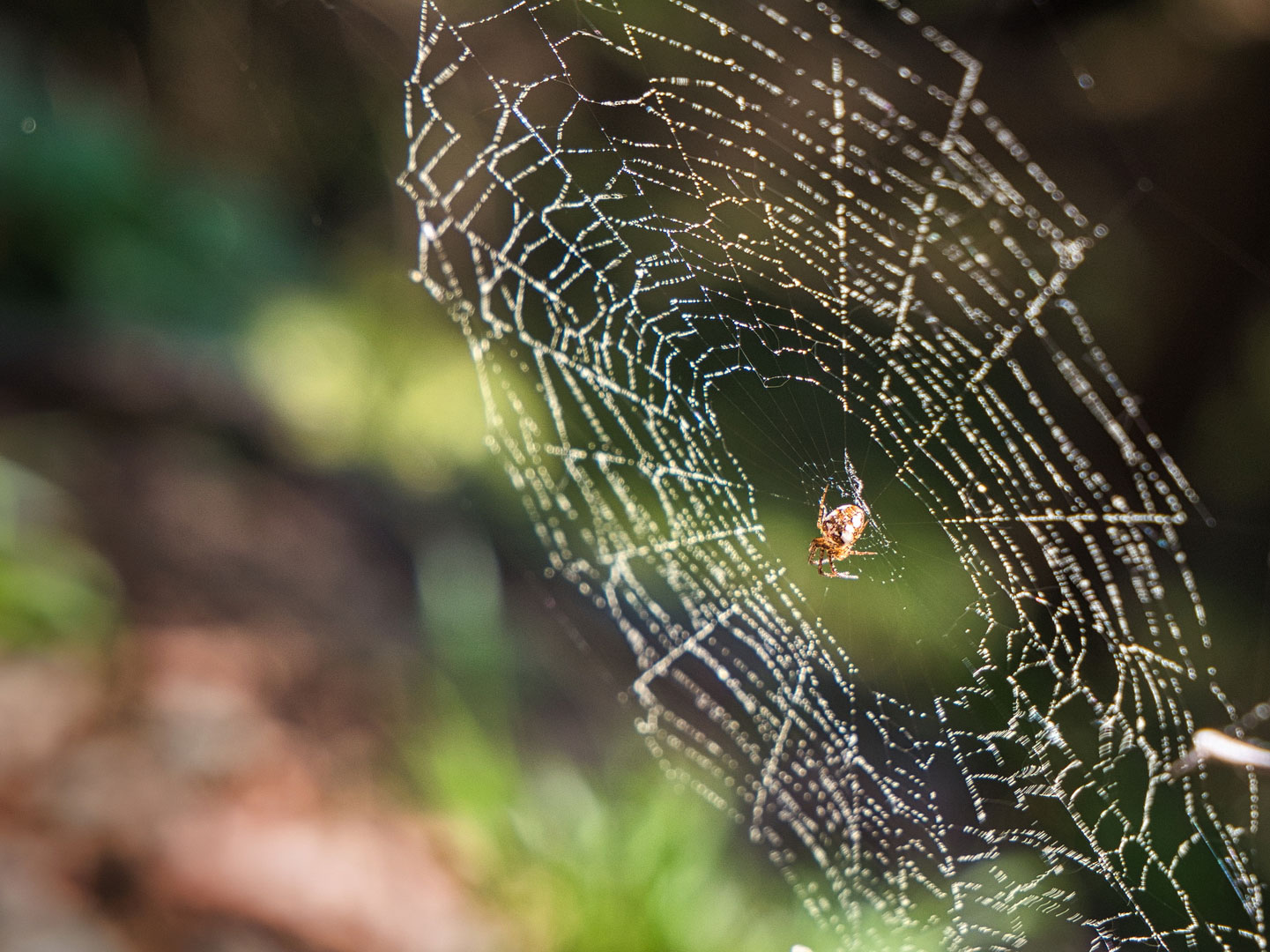 Auf der Lauer (Foto: Roland Kastner)