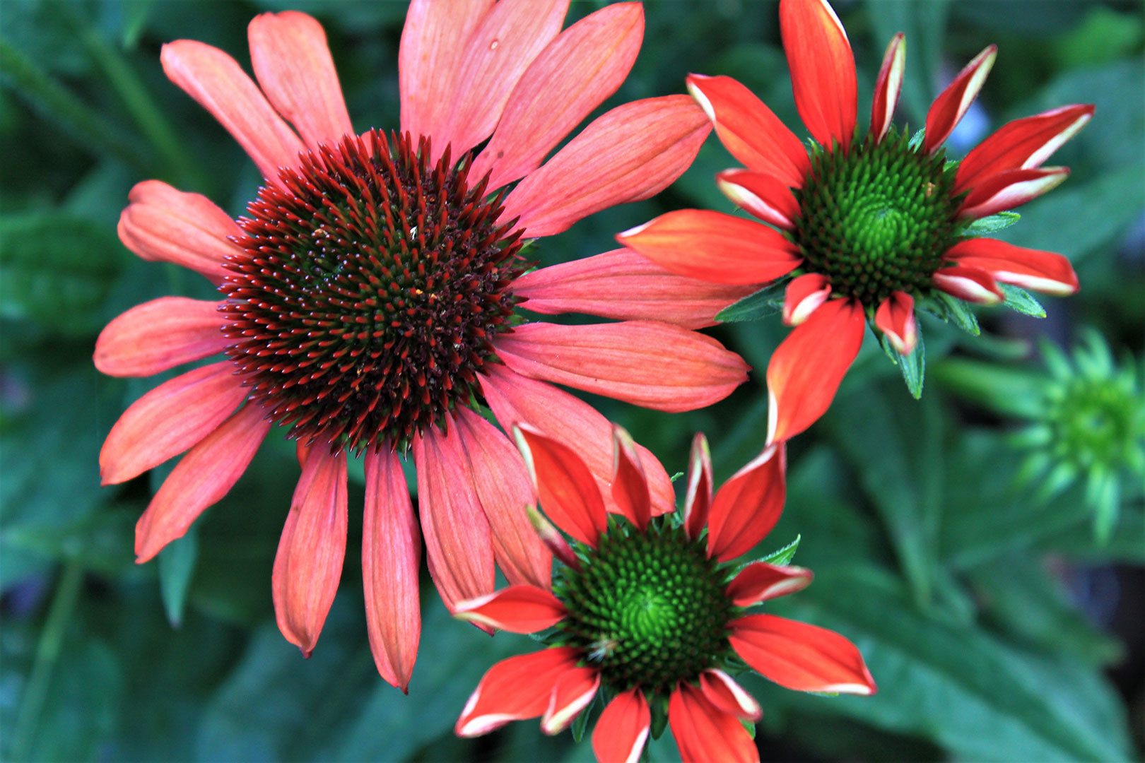 2020-07-16-08-Dreierlei-ms-6 Dreierlei (Foto: Michael Stürtz)