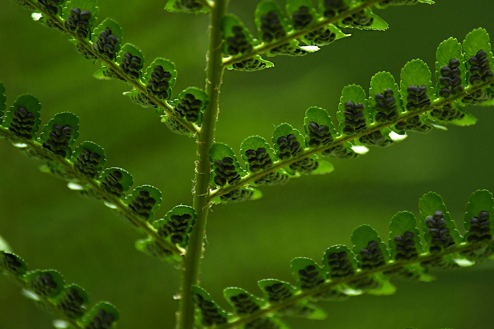 2020-07-16-09-Farn-gg-7.25 Farn (Foto: Günter Giese)