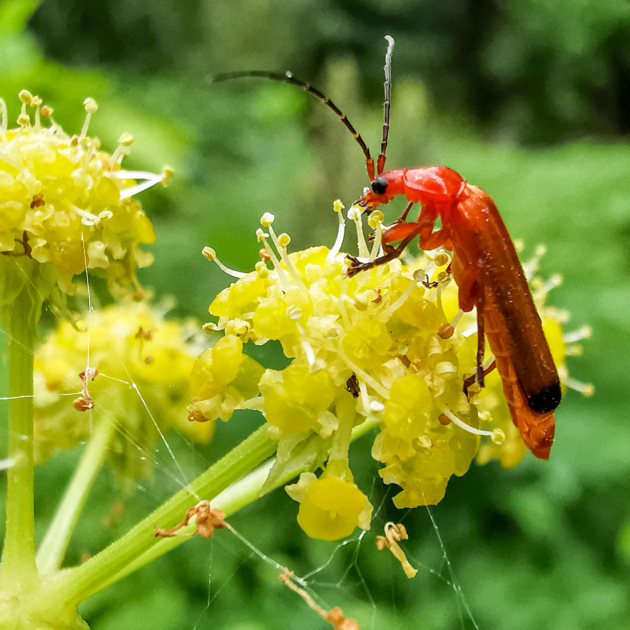 2020-07-16-10-Gast-upf-6.5 Gast (Foto: Uli Pfeufer)