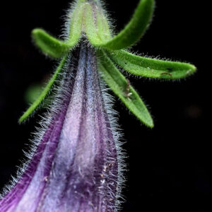 Gartenbild des Monats 07.2020