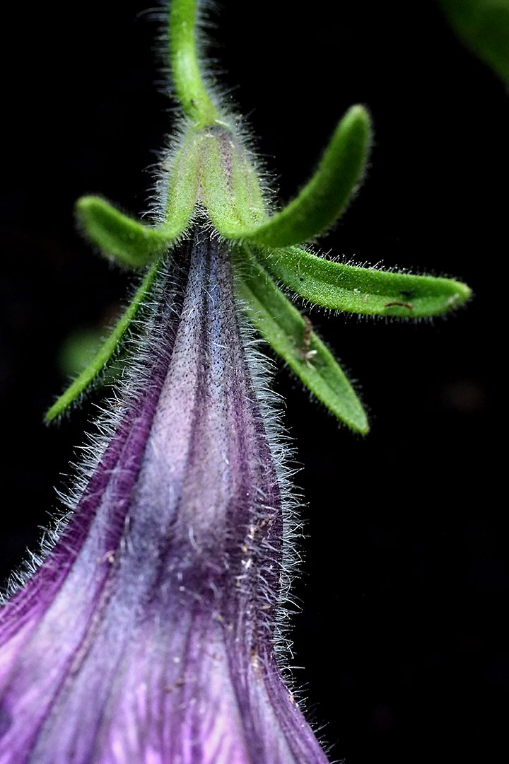 2020-07-16-15-haarig-mh-8.75-1 Haarig (Foto: Manuela Hahnebach)