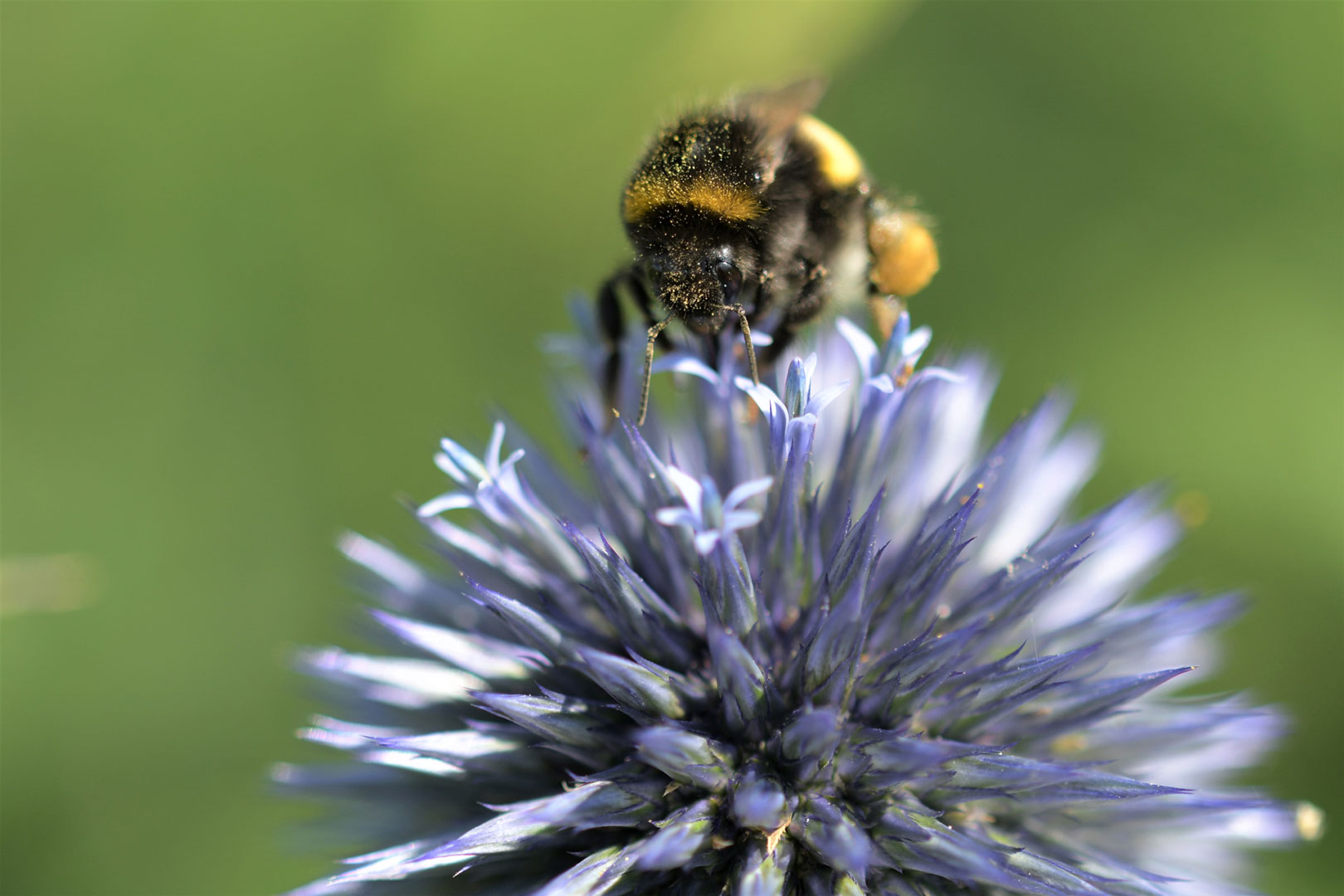 2020-07-16-16-hummel-ds-7.33-DSC_1061 Hummel (Foto: Dietmar Schmidt)