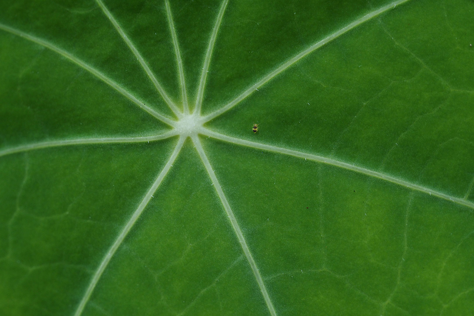 2020-07-16-20-kleine-wanze-mh-7.75 Kleine Wanze (Foto: Manuela Hahnebach)