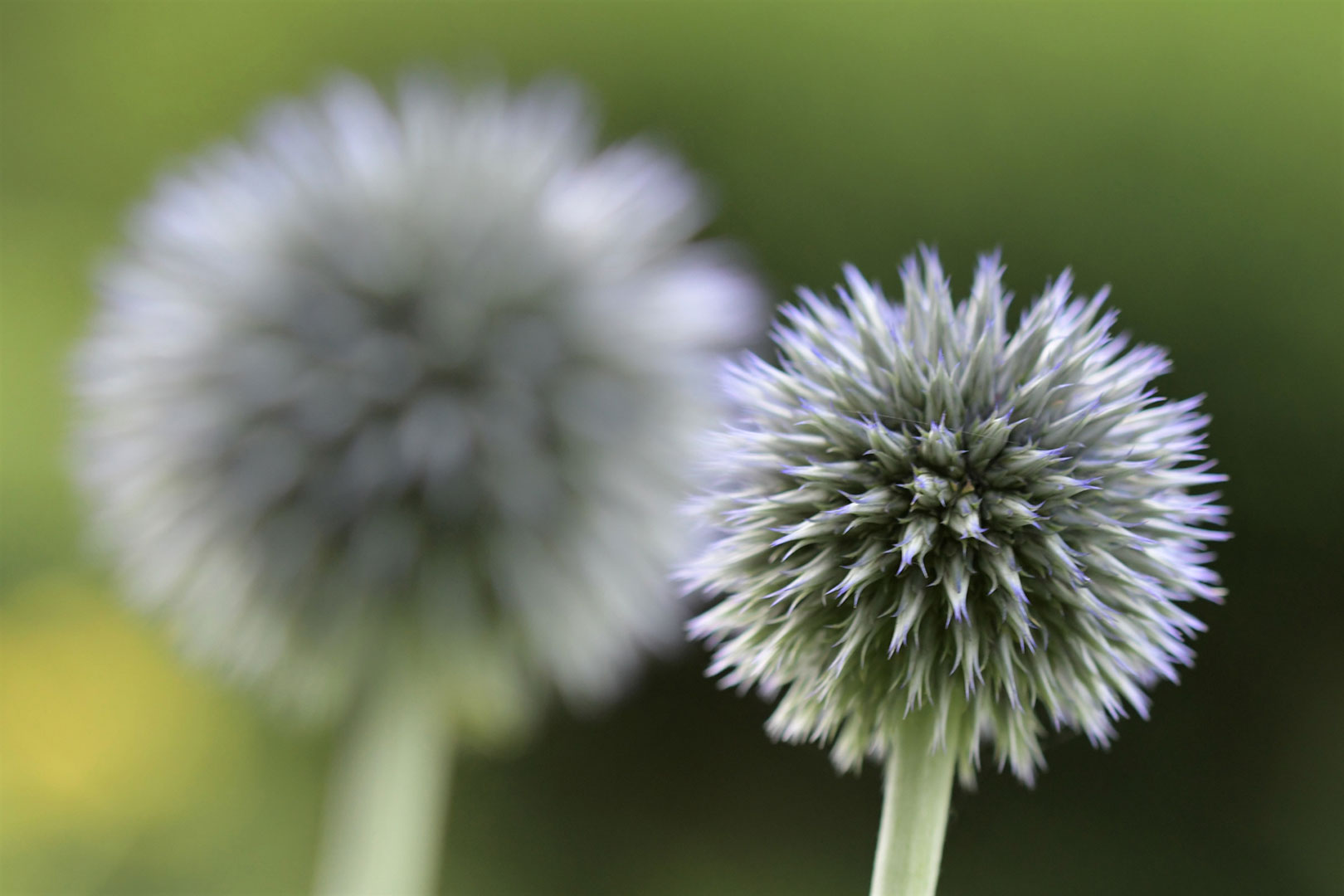 2020-07-16-22-kugeldistel-ds-6.66-DSC_1033 Kugeldistel (Foto: Dietmar Schmidt)