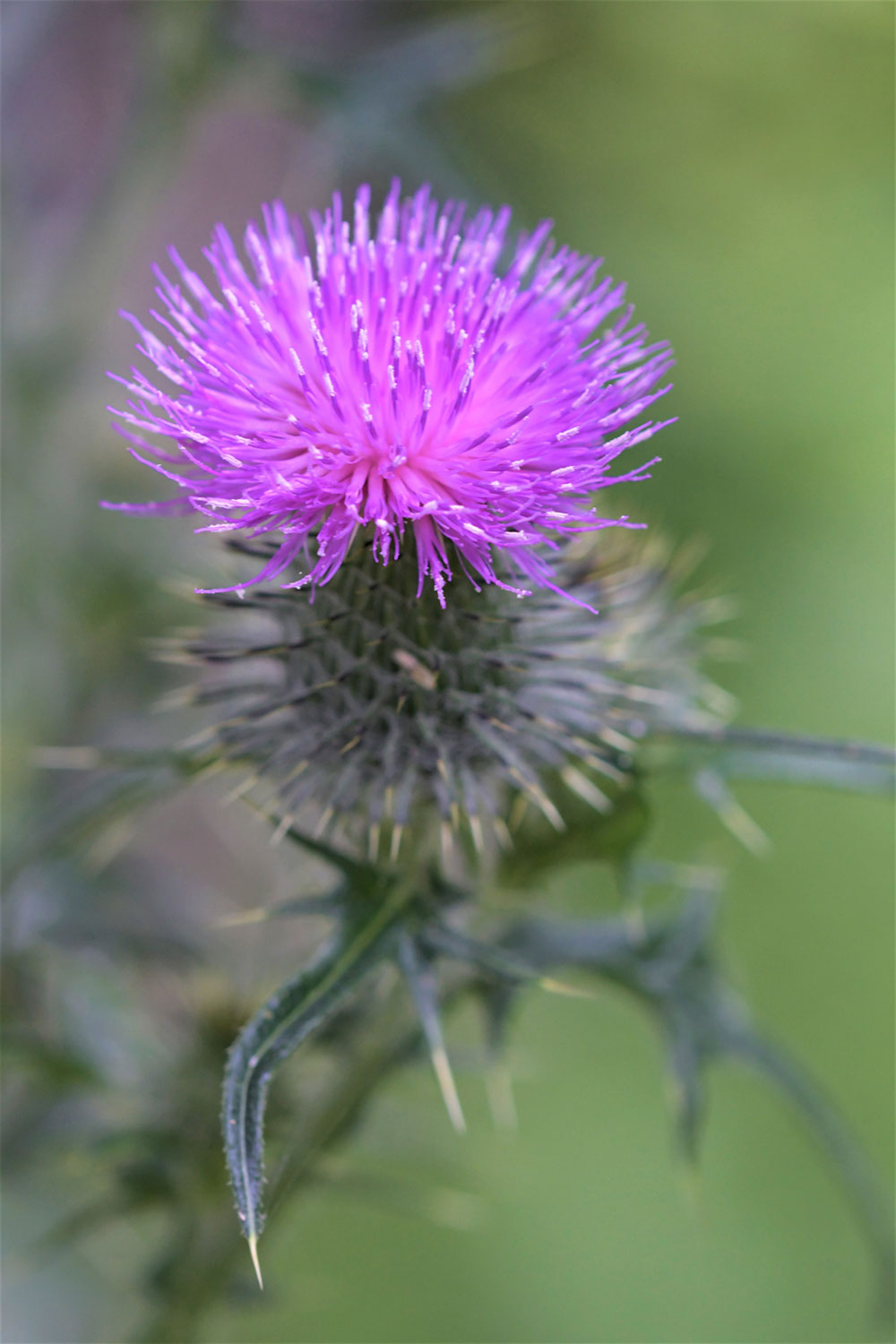 2020-07-16-27-stacheldistel-ds-6.66-DSC_1032 Stacheldistel (Foto: Dietmar Schmidt)
