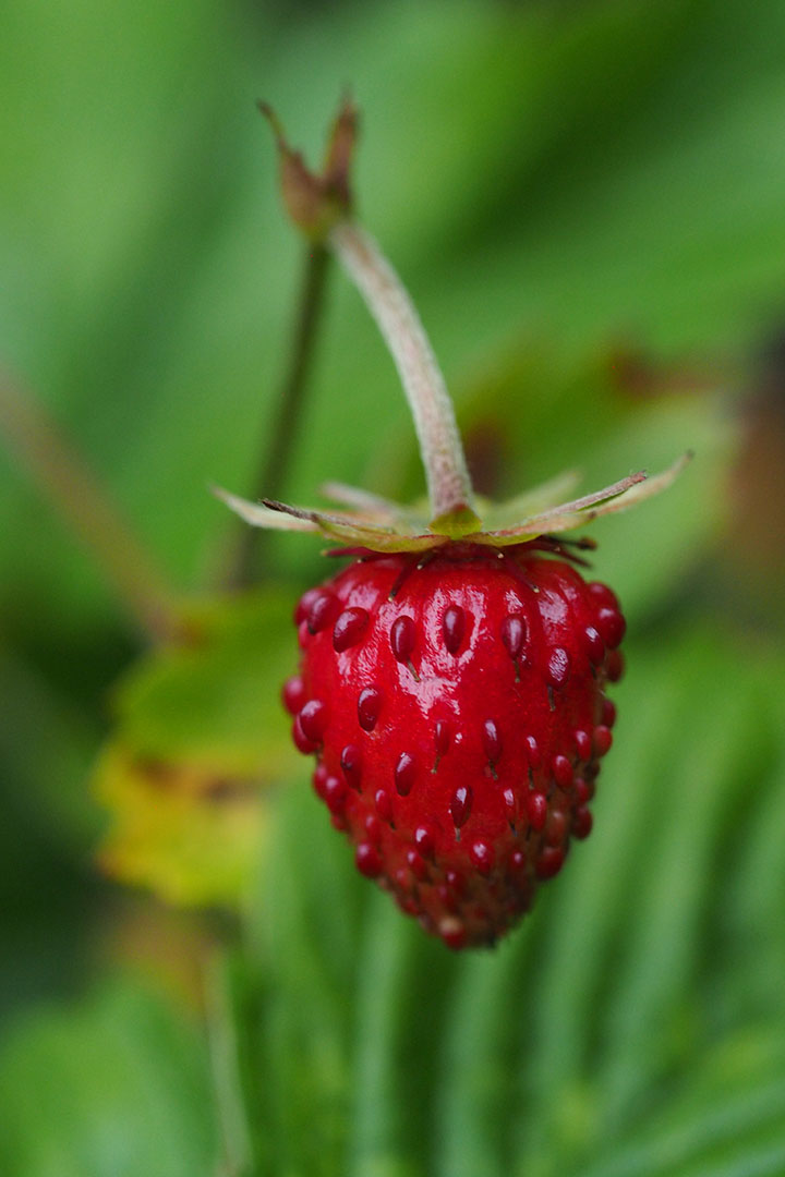 2020-07-16-35-walderdbeere-mh-7.25 Walderdbeere (Foto: Manuela Hahnebach)