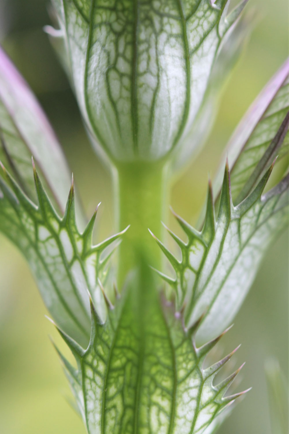 2020-07-16-36-zackig-ds-8.66-2 Zackig (Foto: Dietmar Schmidt)