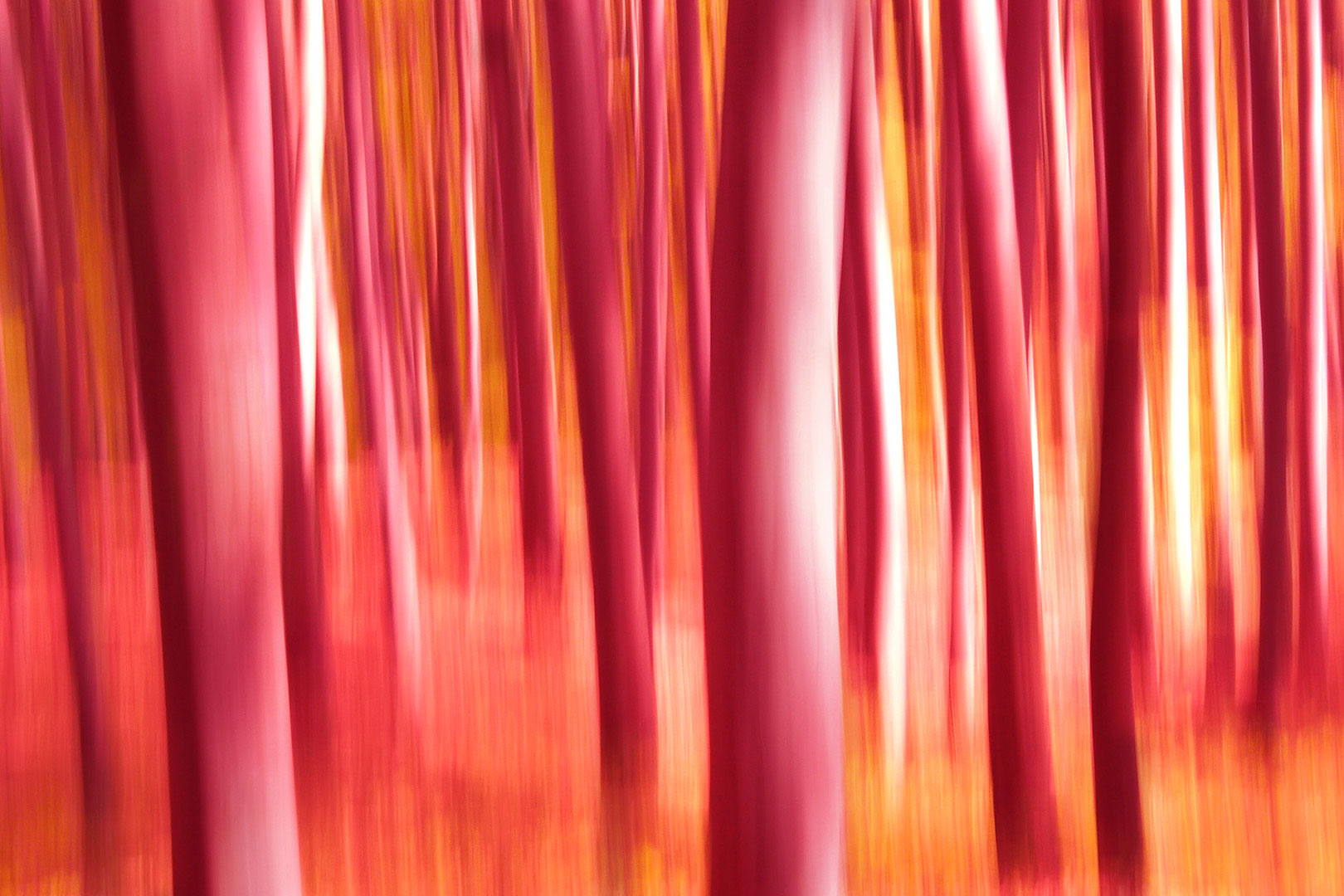 Wald Brand (Foto: Manuela Hahnebach)