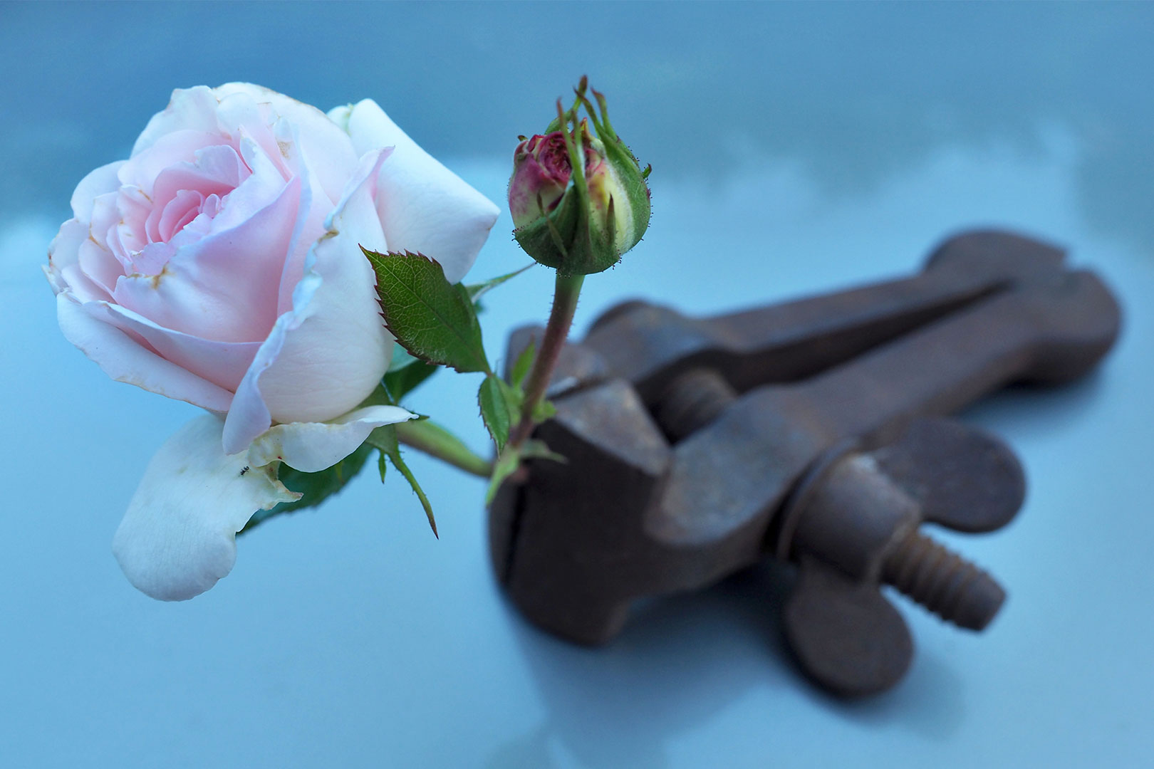 Fotoclub: Bild des Monats 07.2020