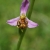 Serie: Orchideen: Bienenragwurz (Foto: Manuela Hahnebach)