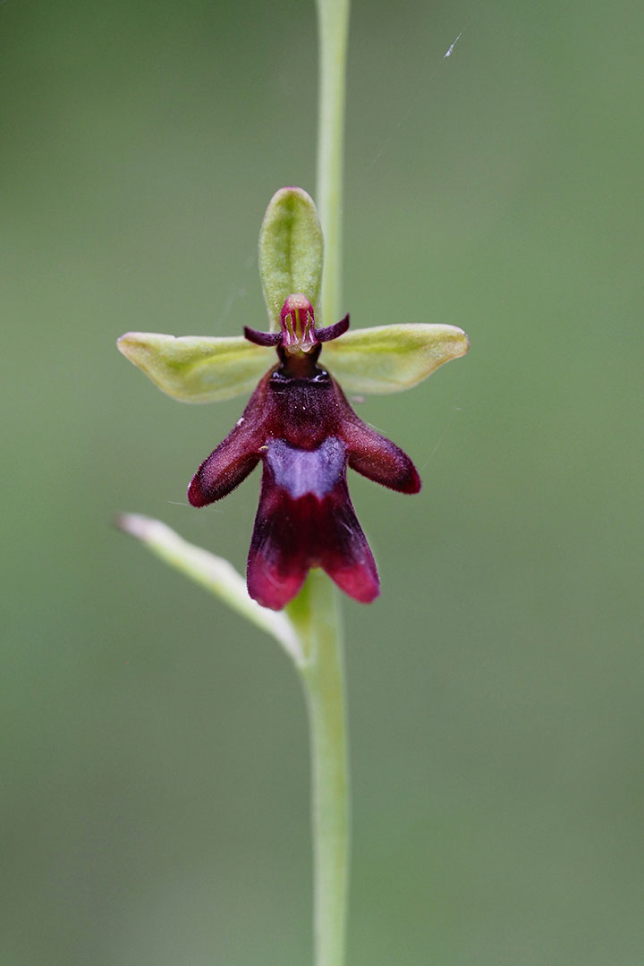 Serie: Orchideen: Fliegenragwurz (Foto: Manuela Hahnebach)