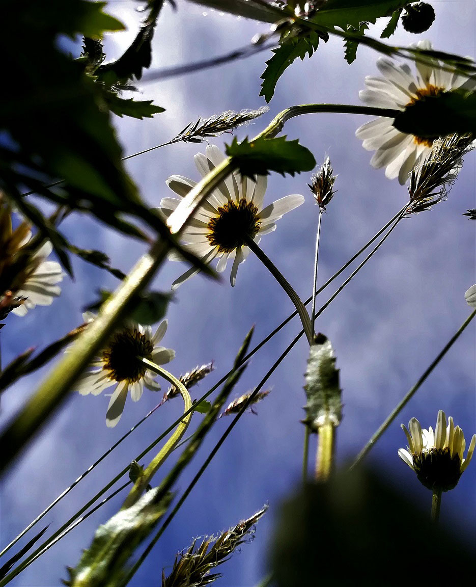 Garten-Fotoclub bei Uli