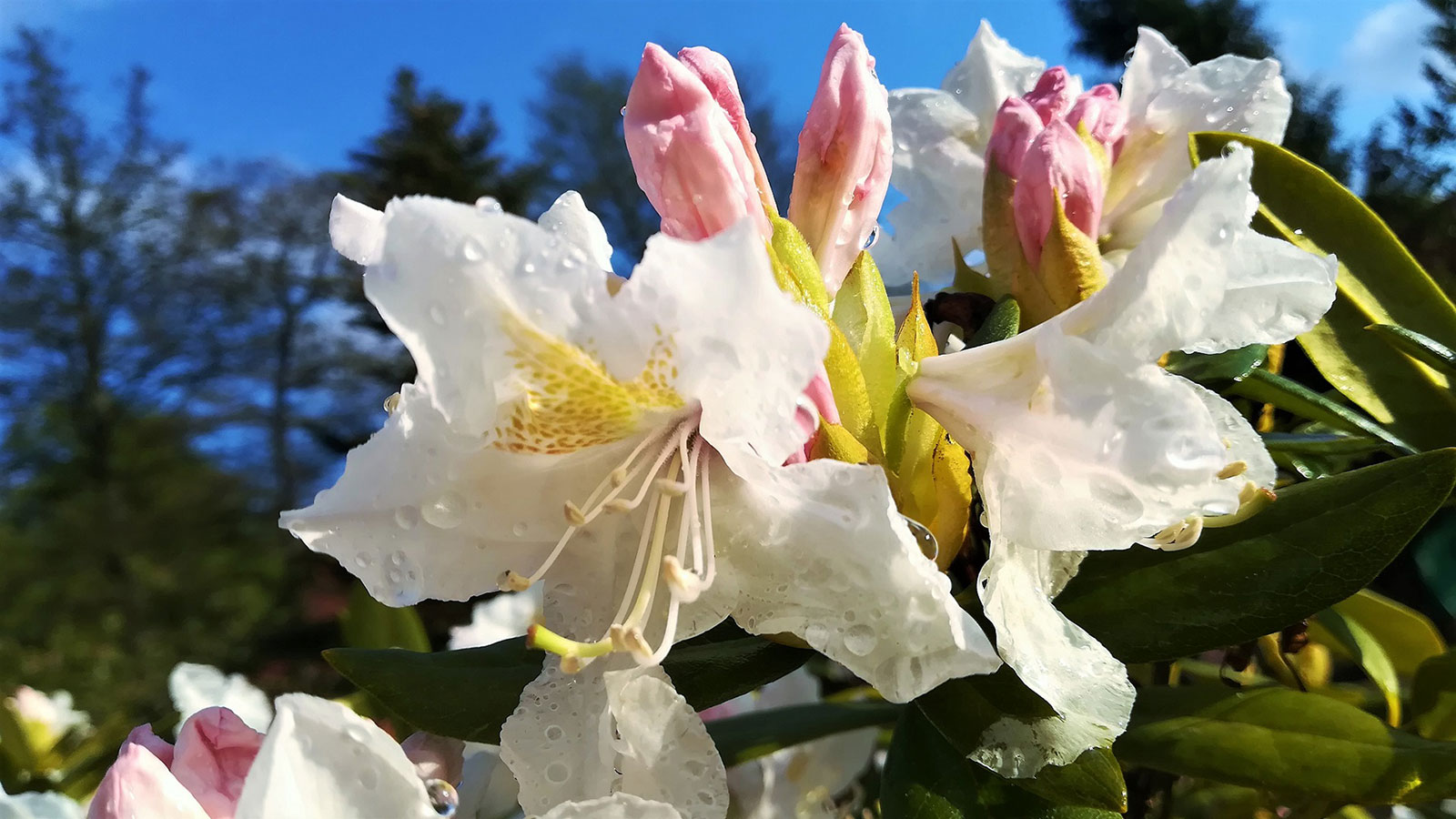 2020-10-06-Blumenrachen-kw-5 Blumenrachen (Foto: Kerstin Wolff)
