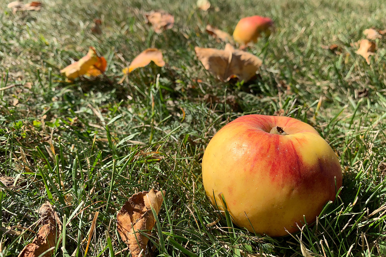 2020-10-17-Herbst-IMG_1809-ak-5.66 Herbst (Foto: Andreas Kuhrt)