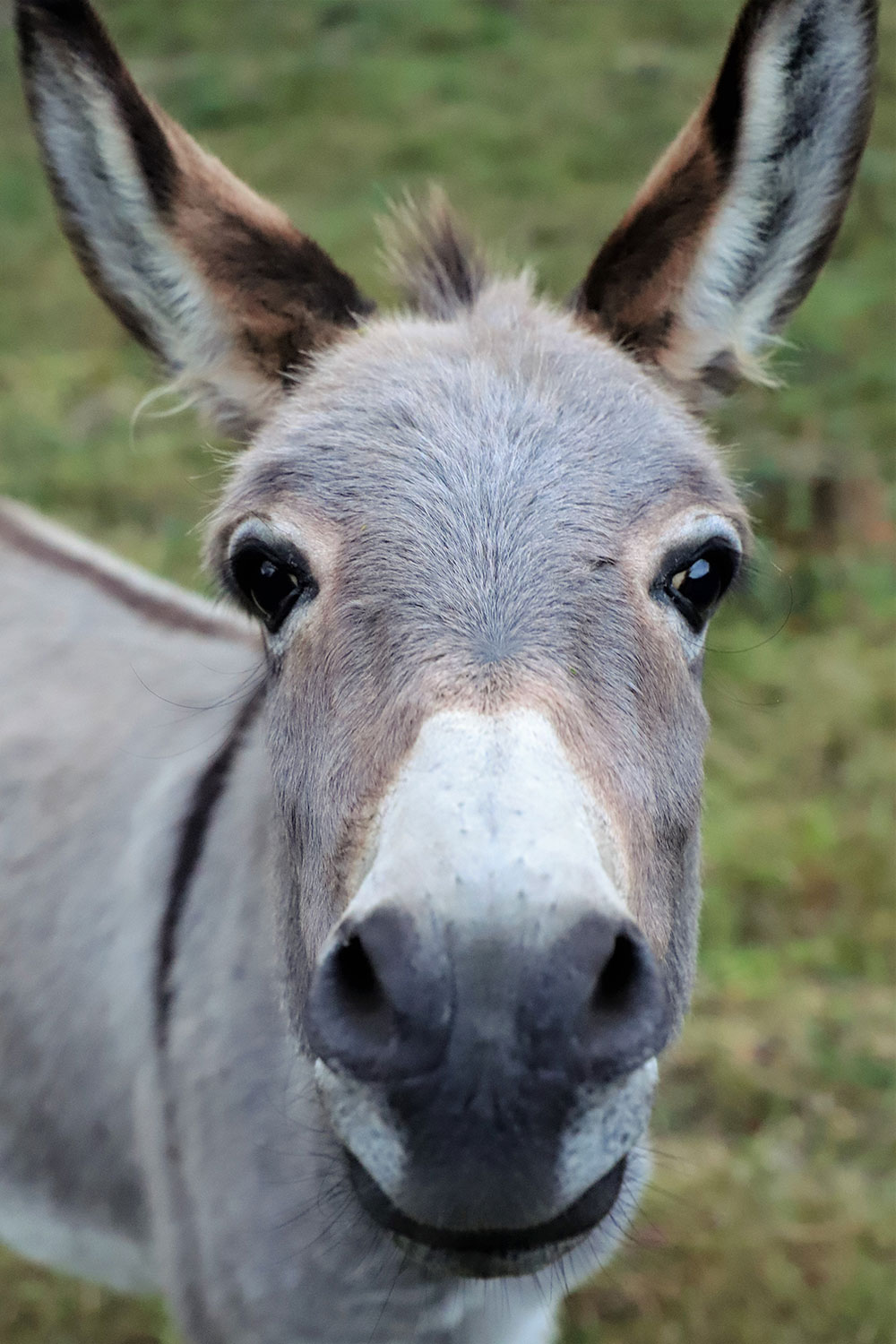 2020-10-20-IiiAaa-ms-5.66 IiiAaa (Foto: Michael Stürtz)