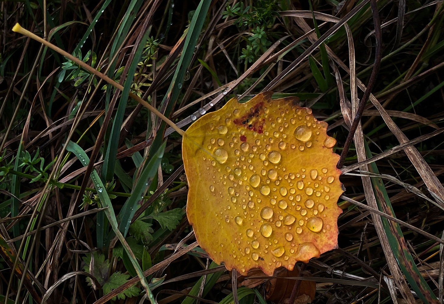 2020-10-31-tropfen-mh-4.5 Tropfen (Foto: Manuela Hahnebach)
