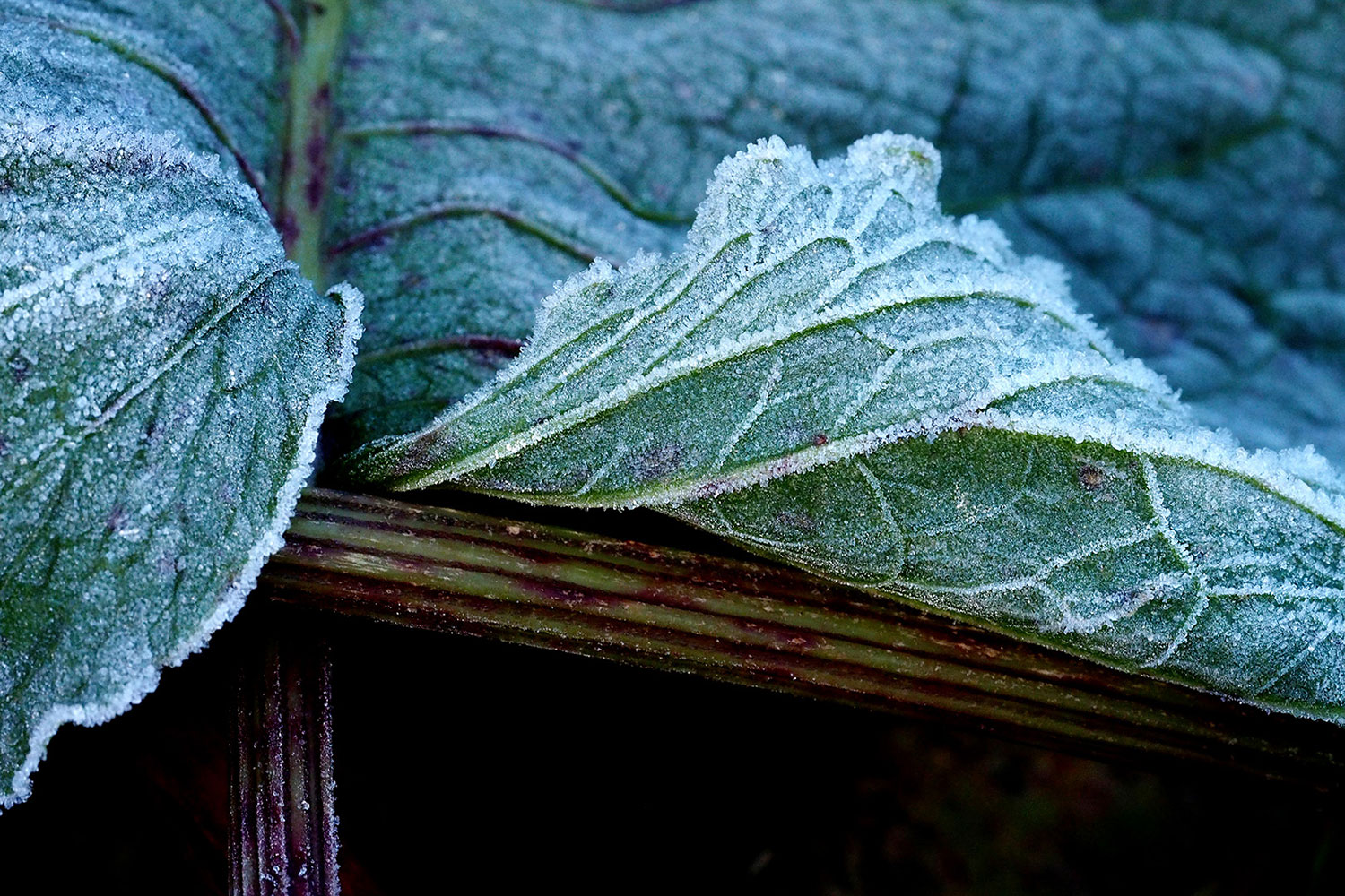 2020-11-04-bereift-mh-6.29 Bereift (Foto: Manuela Hahnebach)