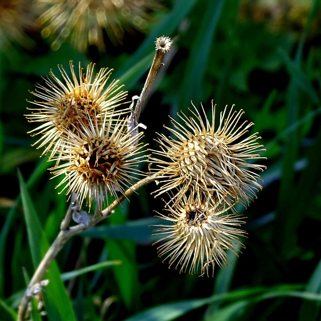 2020-11-11-Kletten-05.04.2020-03-31-24-khr-6.13 Klette (Foto: Karl-Heinz Richter)