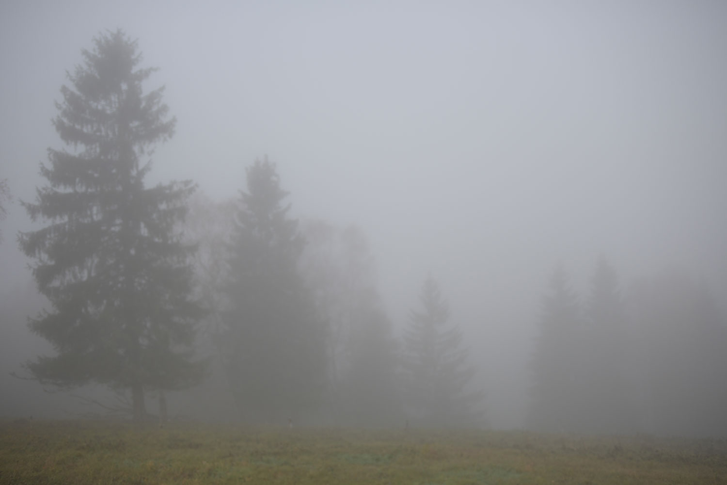 2020-11-31-neblig-DSC_2746-ds-5.29 Neblig (Foto: Dietmar Schmidt)