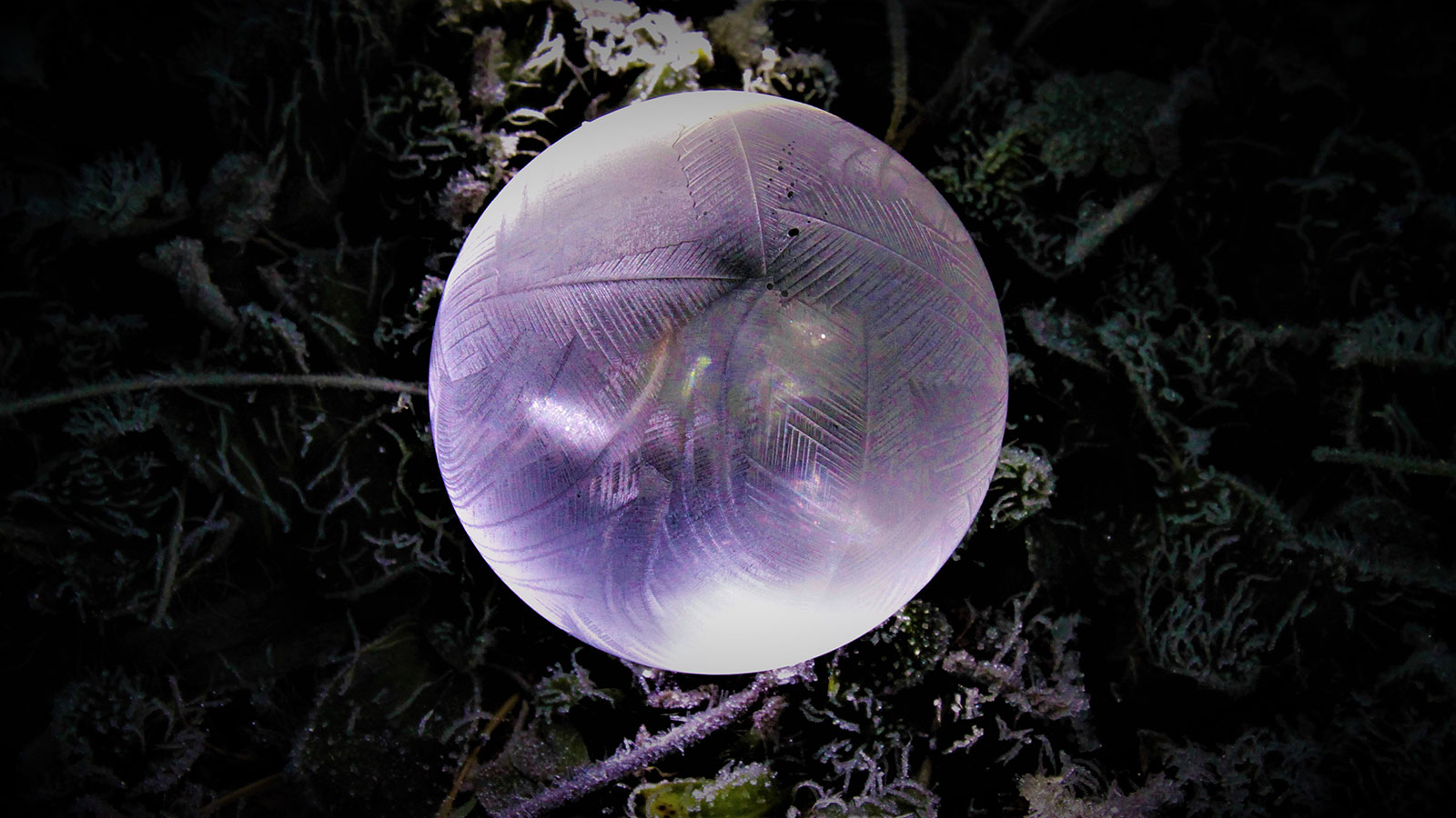 2020-11-36-Gefroren-kw-5.33 Gefroren (Foto: Kerstin Wolff)