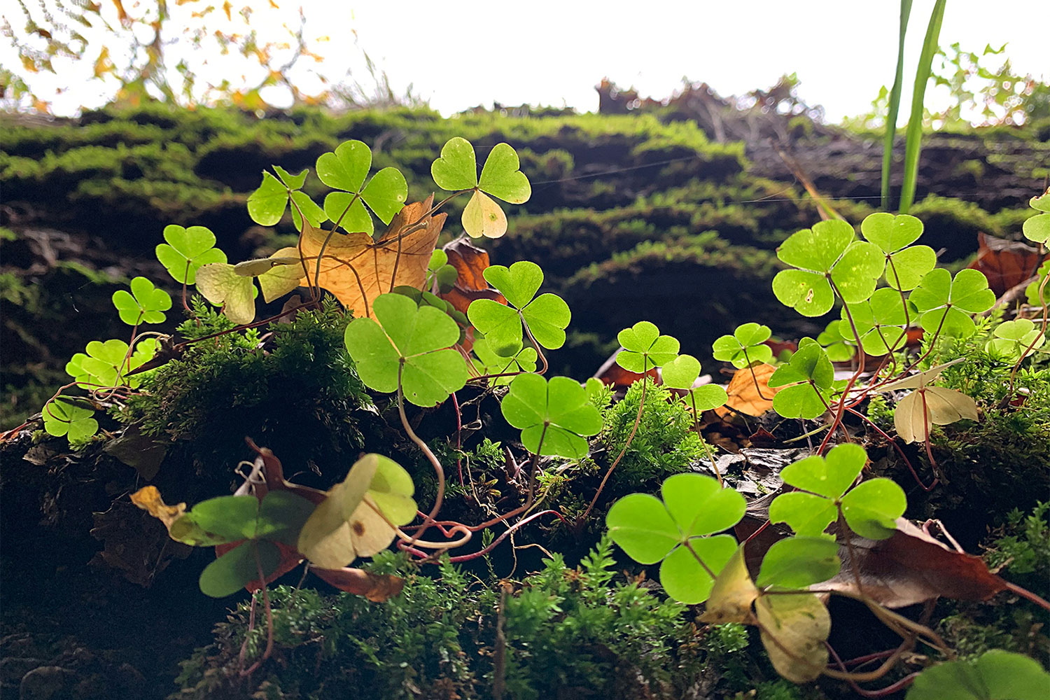 2020-11-zz02-Durch-die-Drachenschlucht-4-IMG_2831-ak-5.57 Serie: Durch die Drachenschlucht 4 (Foto: Andreas Kuhrt)