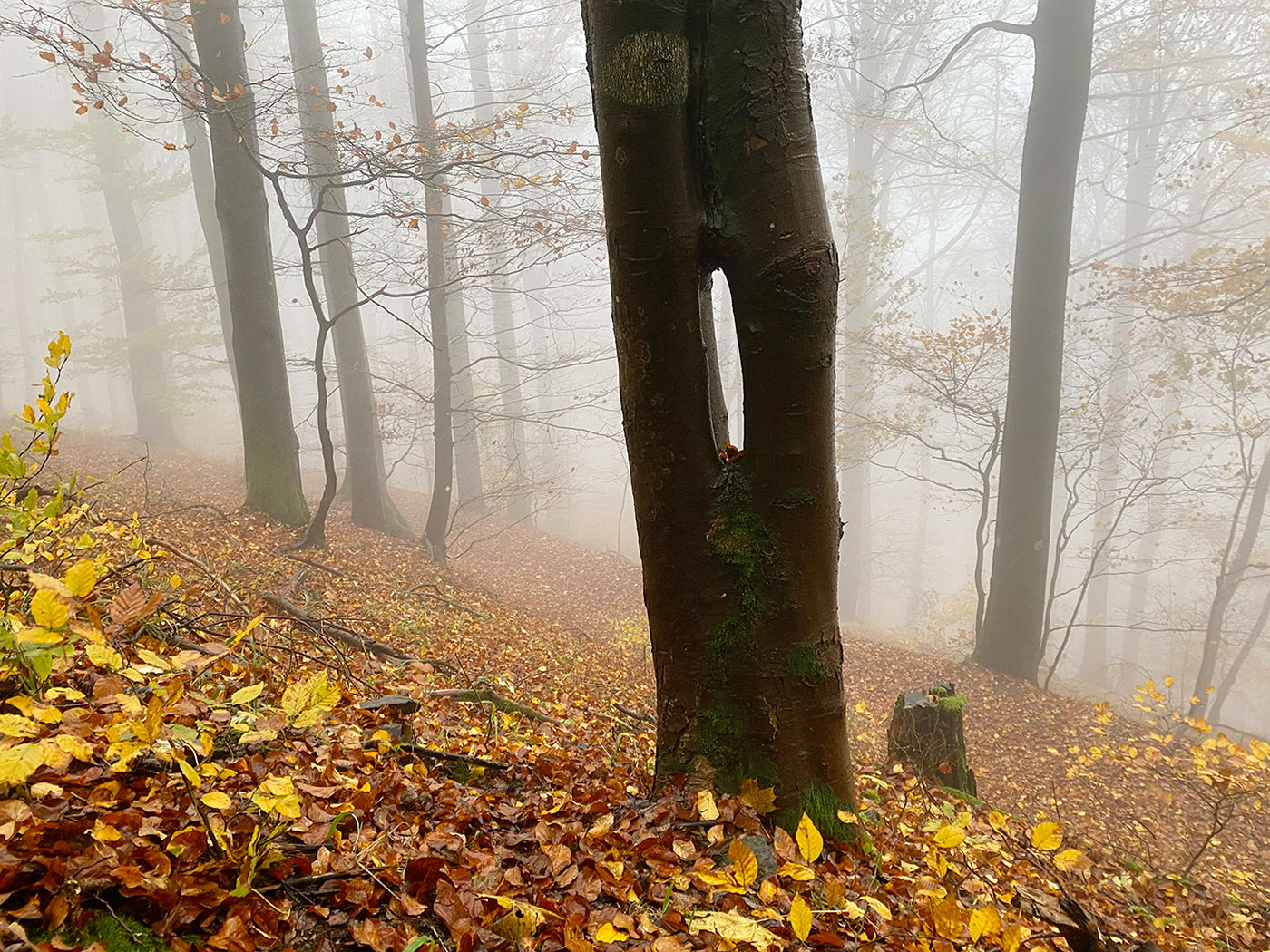 2020-11-zz04-herbst-1-mh-5.71 Serie: Herbst 1 (Foto: Manuela Hahnebach)