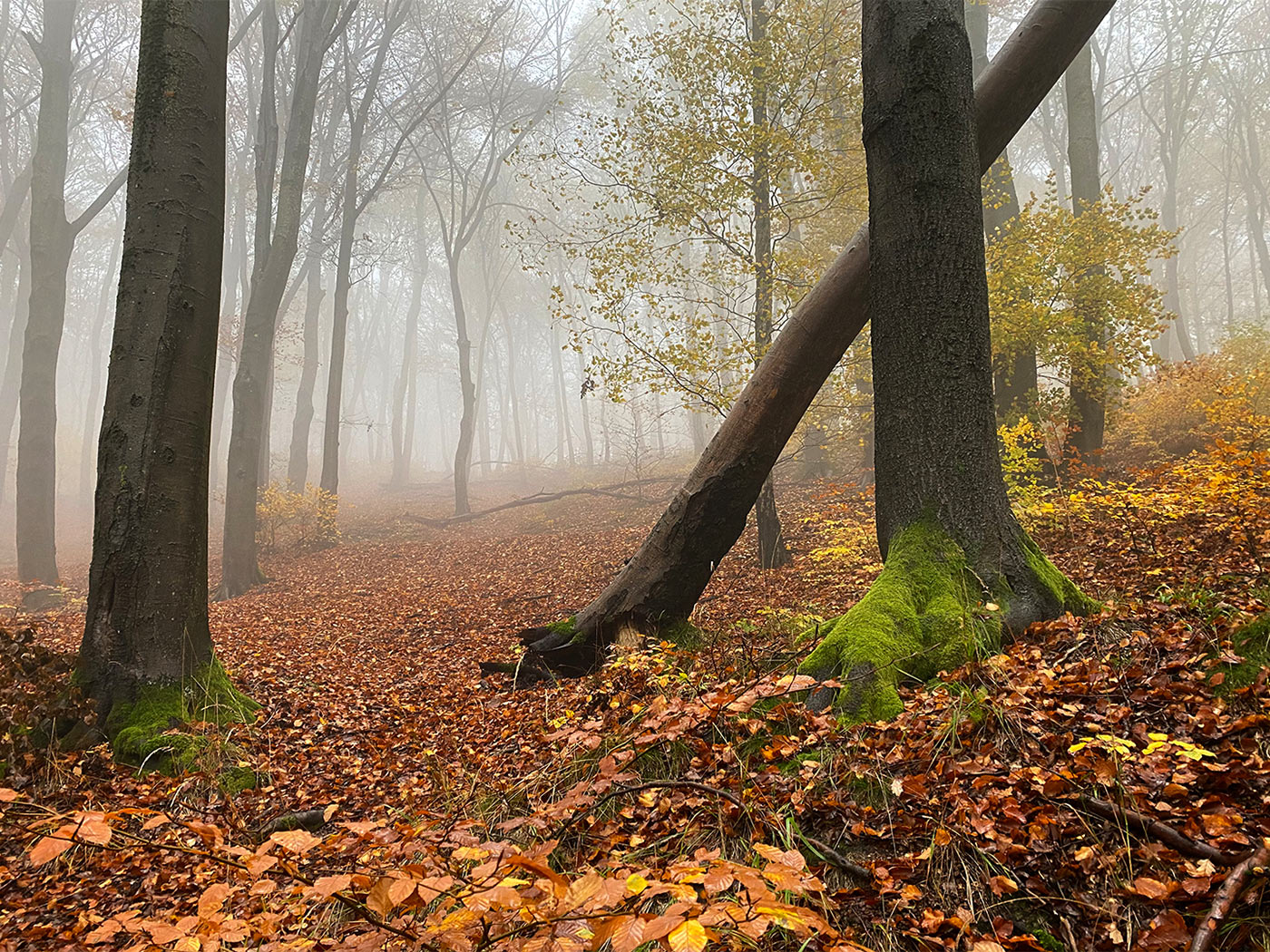 2020-11-zz04-herbst-2-mh-5.71 Serie: Herbst 2 (Foto: Manuela Hahnebach)